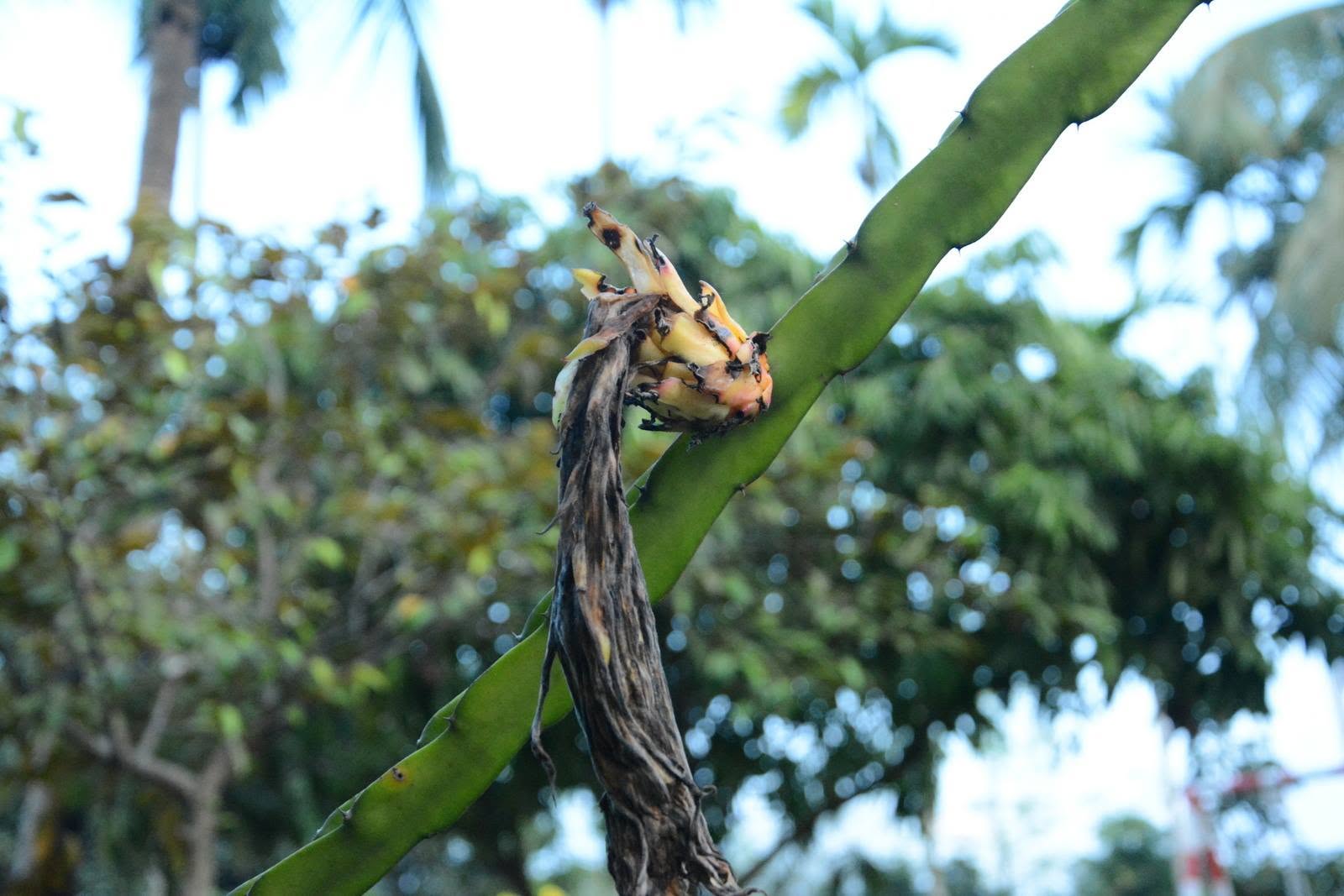 Dragon Tree, Natore, Bangladesh
