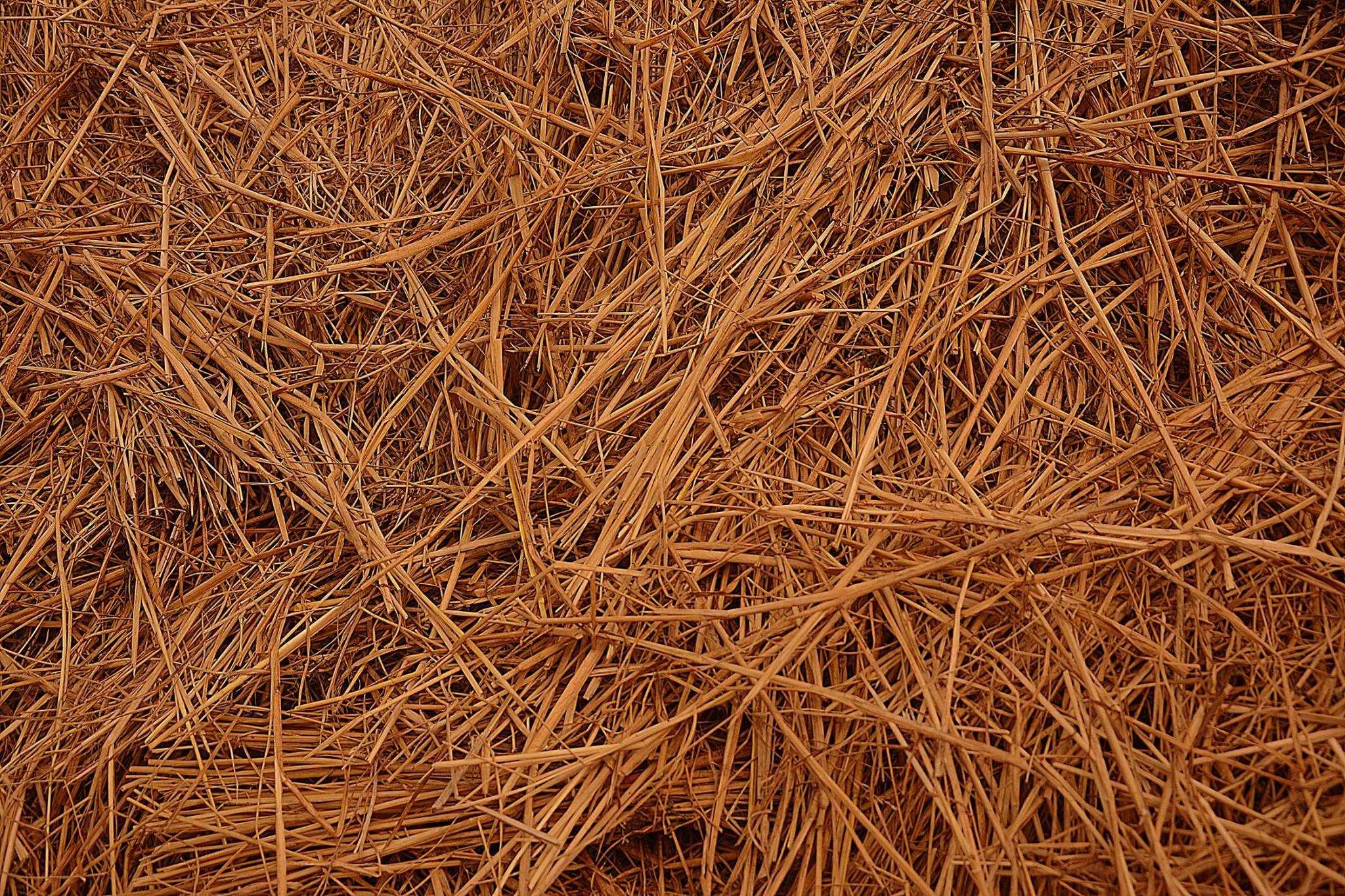Haystack, Pabna, Bangladesh