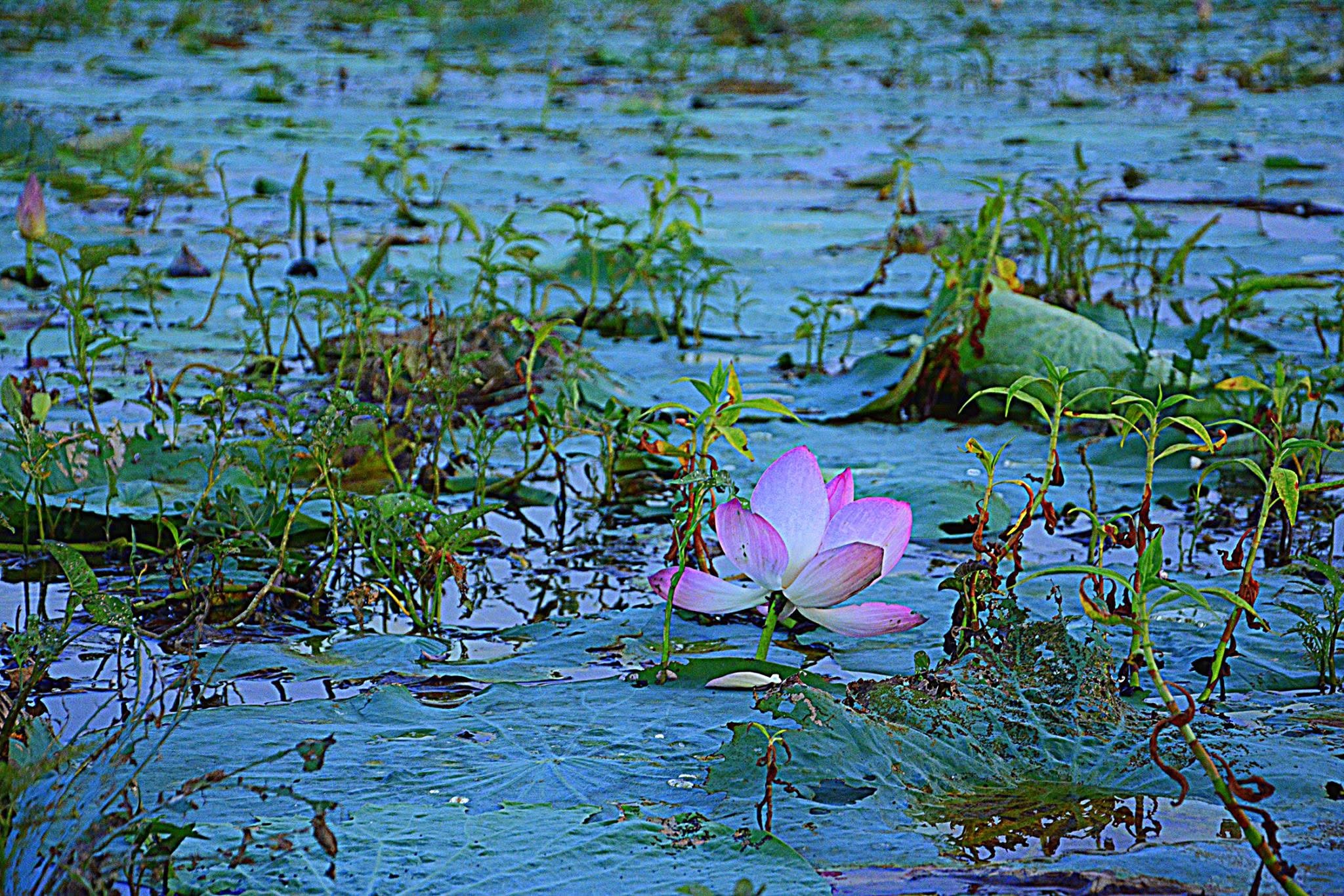 Chinadanga Beel, Natore, Bangladesh