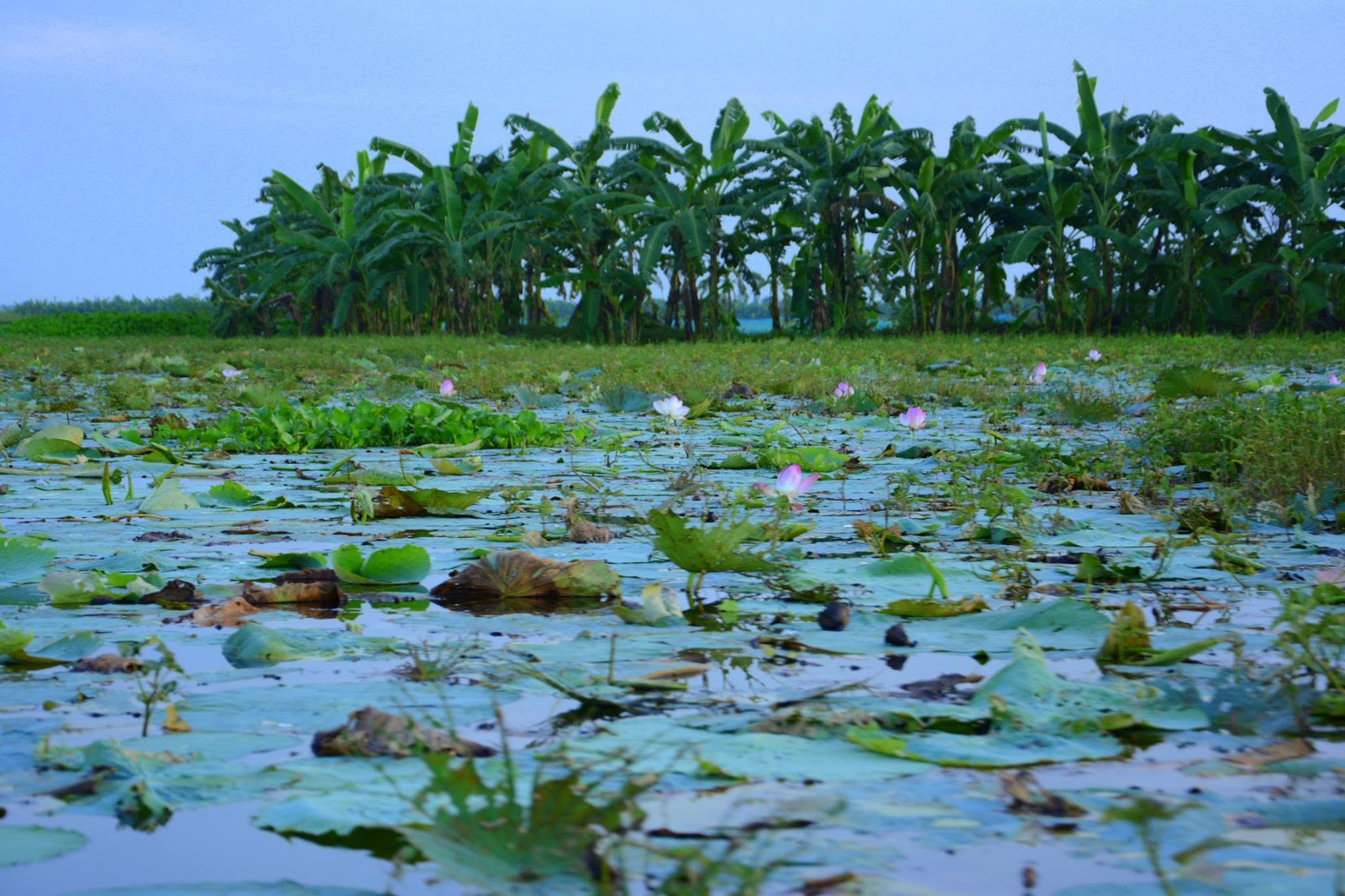 Chinadanga Beel, Natore, Bangladesh