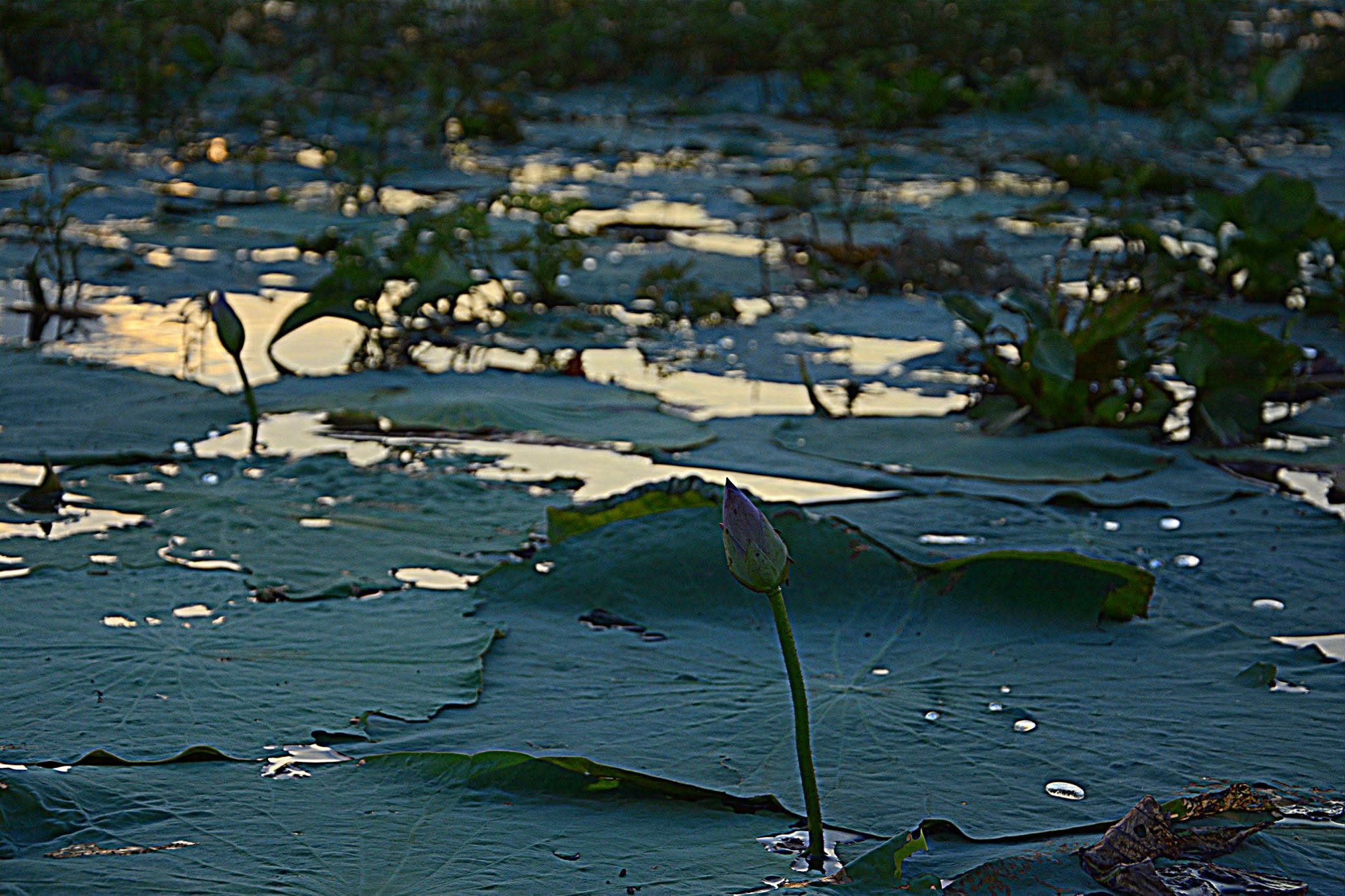 Chinadanga Beel, Natore, Bangladesh