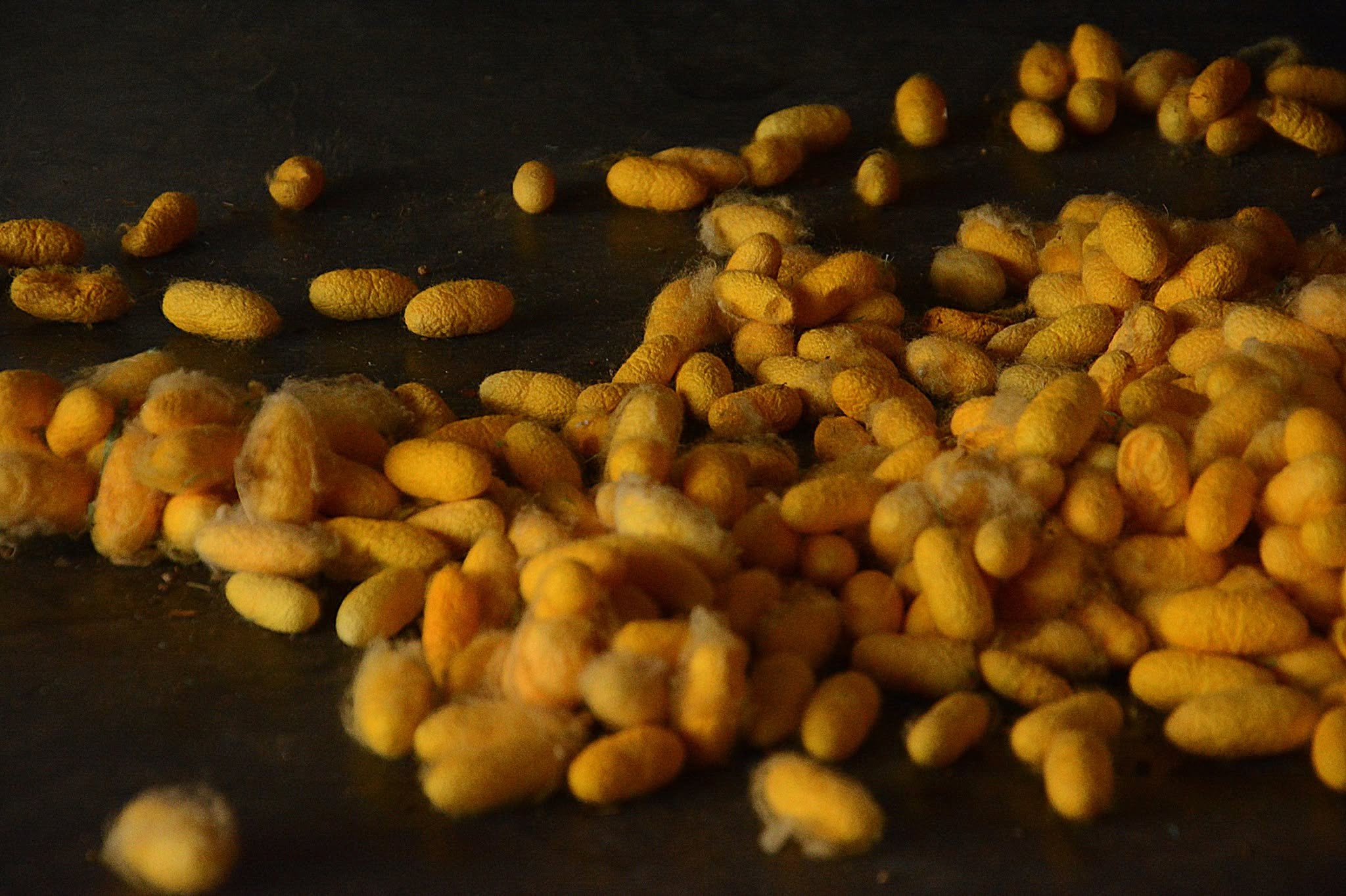 Silk Mill, Rajshashi, Bangladesh