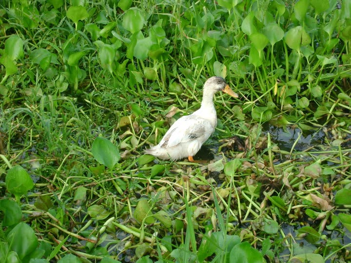 Keraniganj, Bangladesh