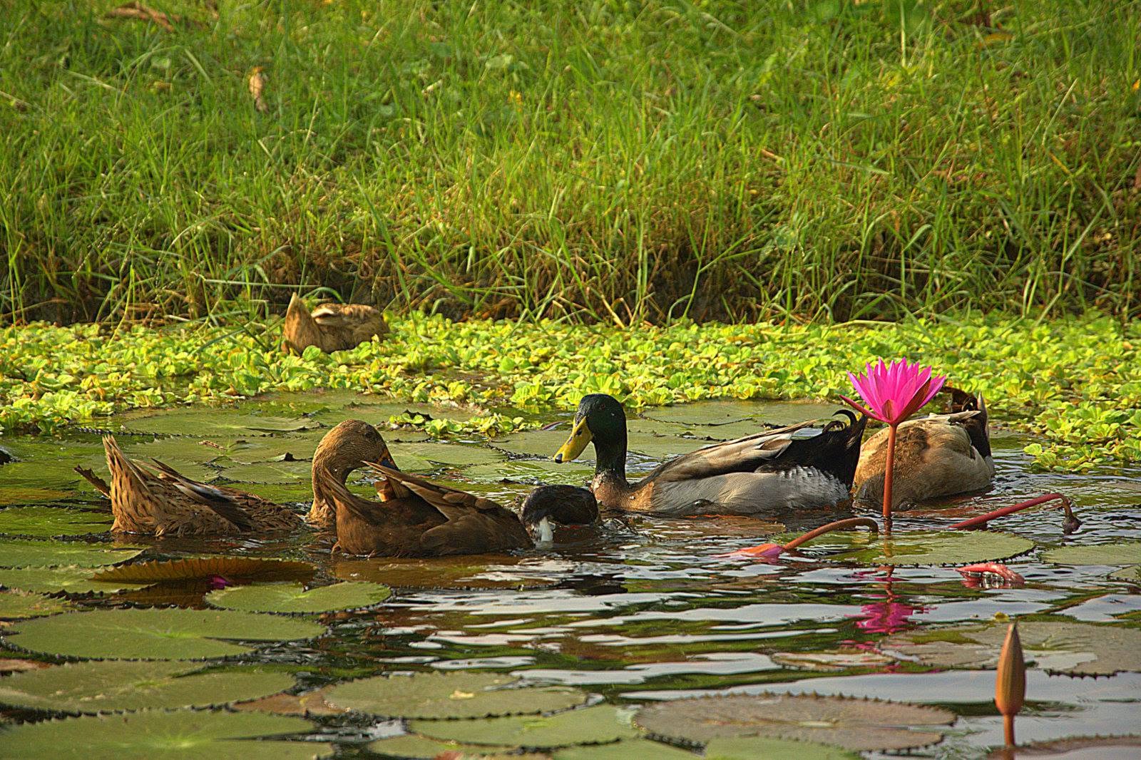 Natore, Bangladesh
