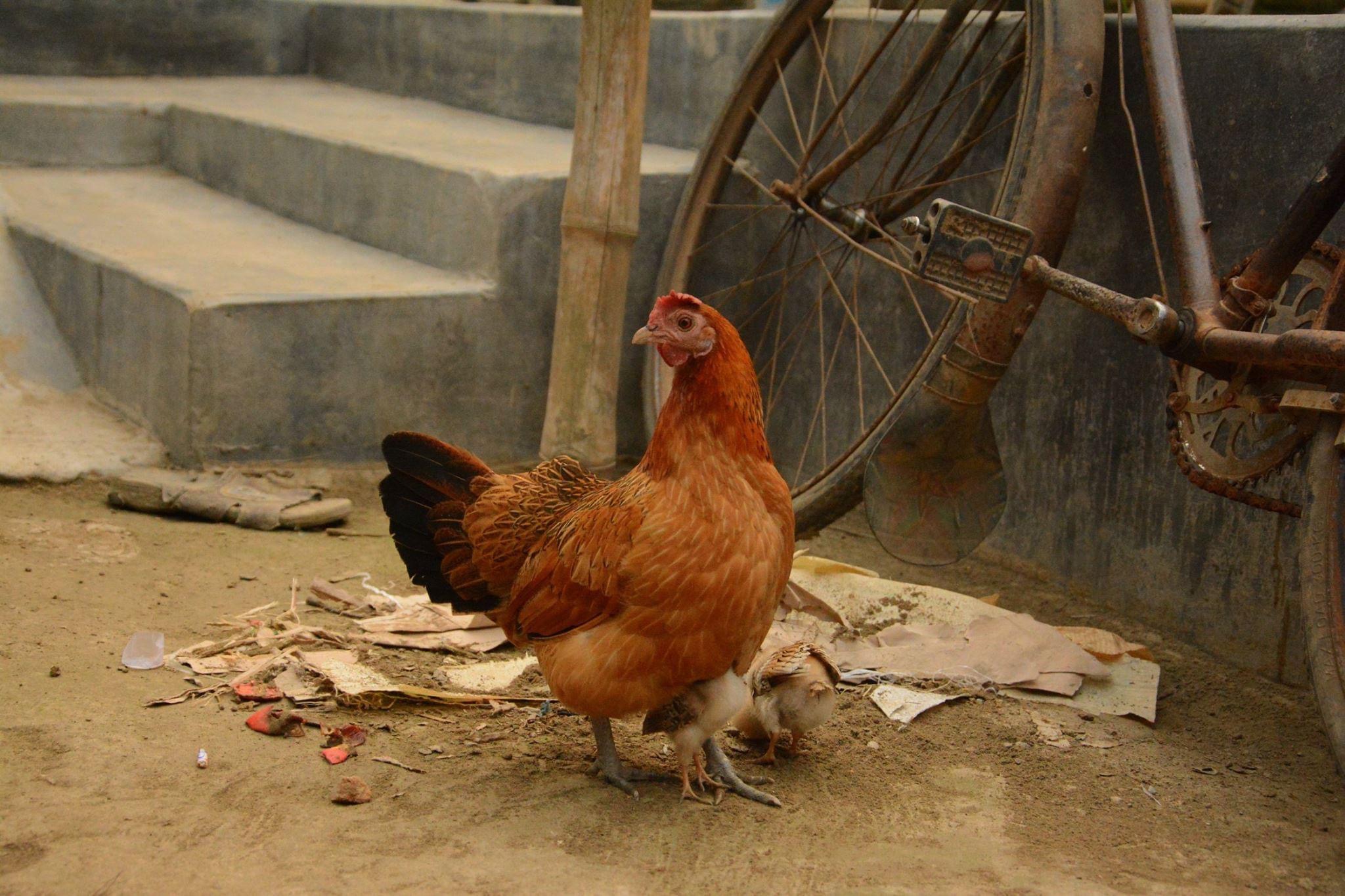 Shomoshkholshi village, Natore, Bangladesh