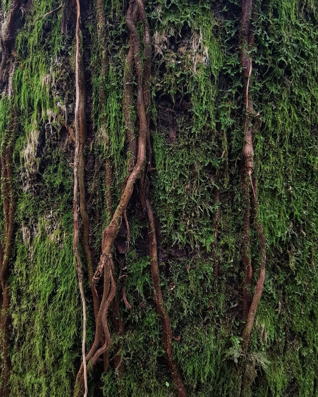 Meghalaya, India