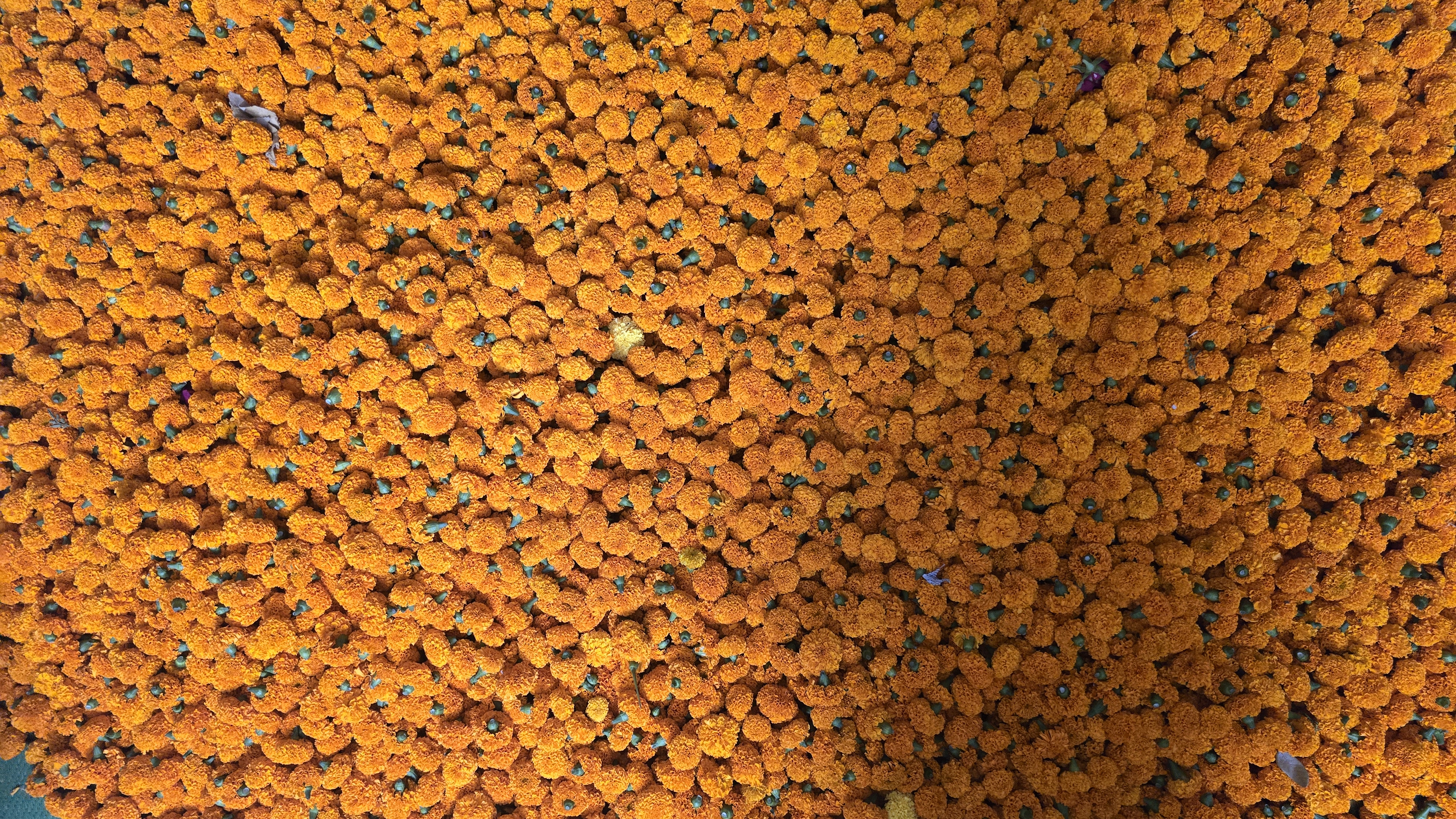 Godkhali, Jhikargacha, Jessore, Bangladesh