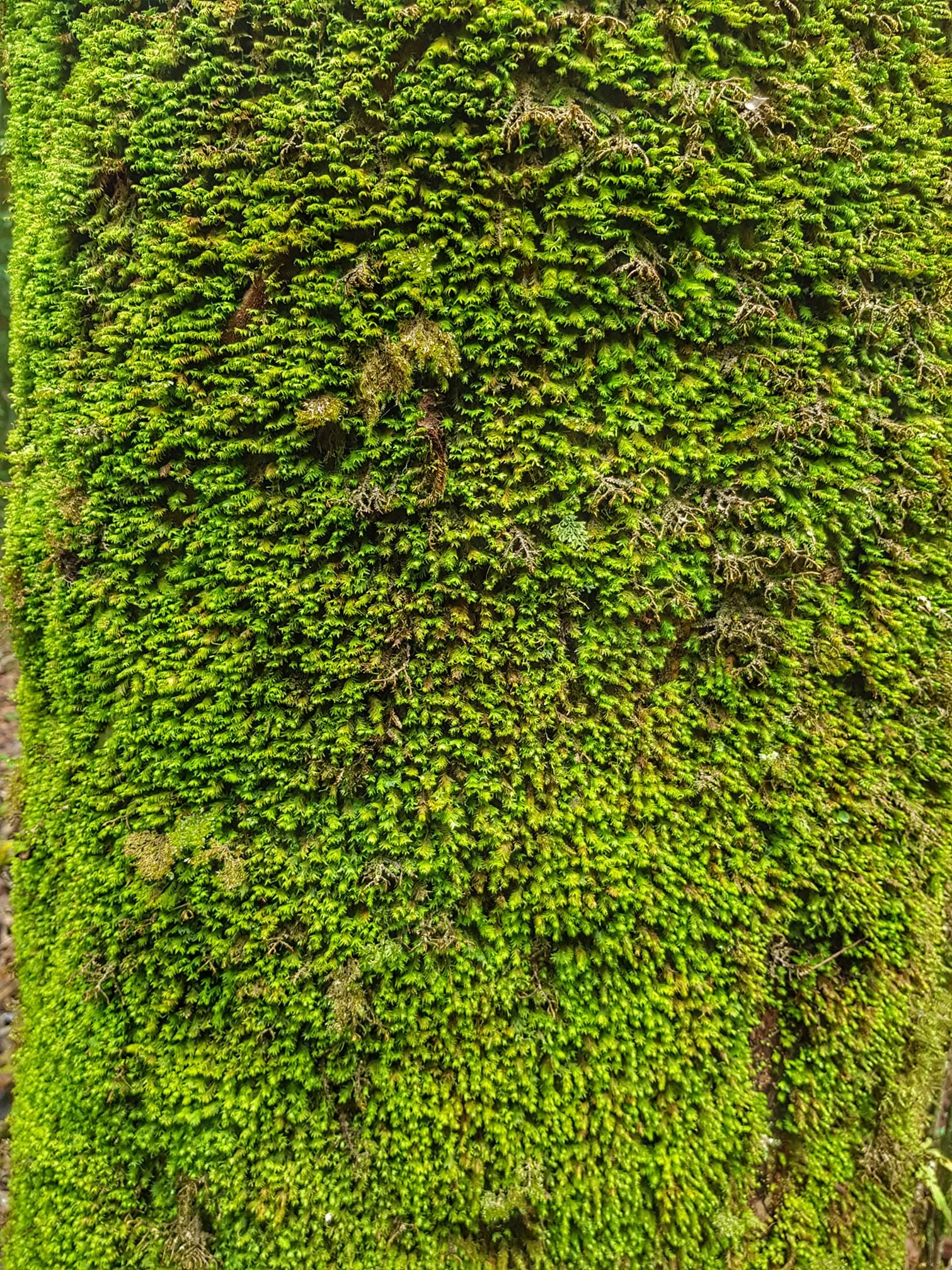 Meghalaya, India