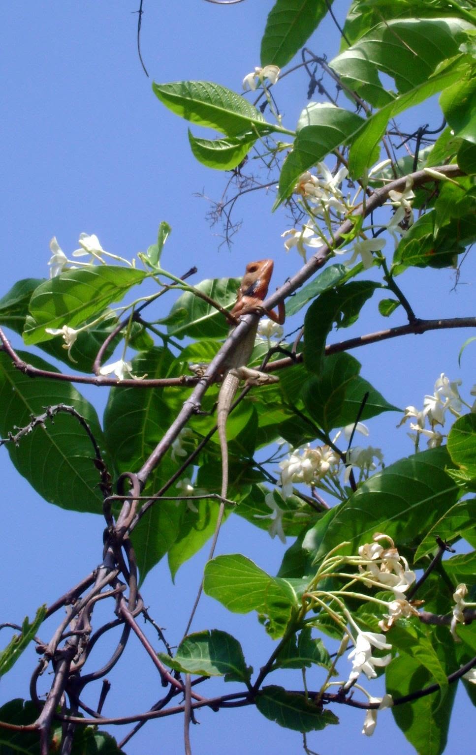 Resident of Alutila Cave, Khagrachari, Bangladesh